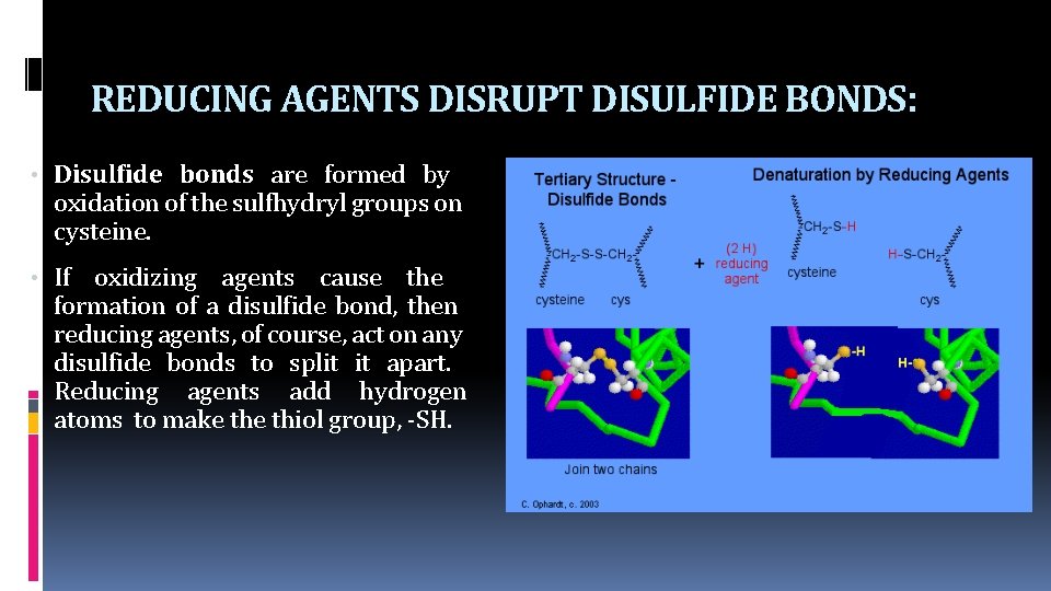 REDUCING AGENTS DISRUPT DISULFIDE BONDS: • Disulfide bonds are formed by oxidation of the