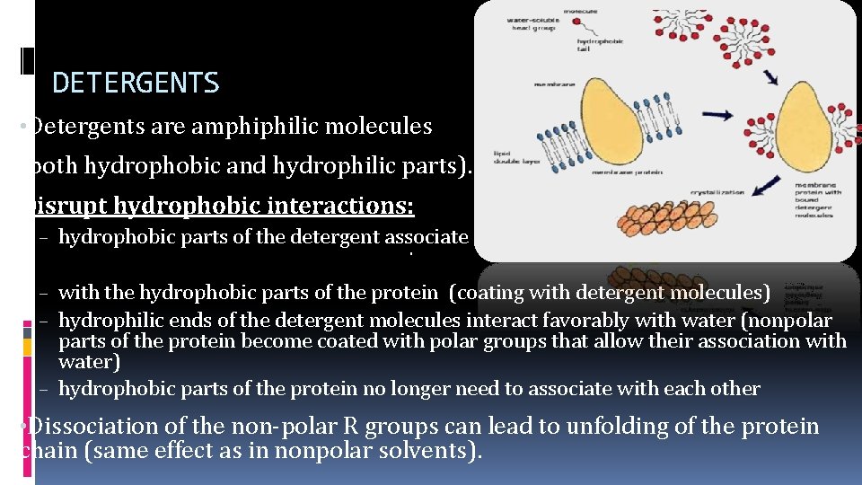 DETERGENTS • Detergents are amphiphilic molecules (both hydrophobic and hydrophilic parts). Example: Disrupt hydrophobic