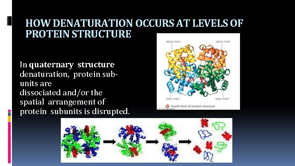 HOW DENATURATION OCCURS AT LEVELS OF PROTEIN STRUCTURE In quaternary structure denaturation, protein subunits