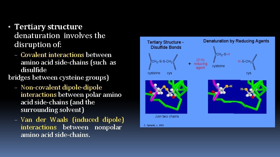  • Tertiary structure denaturation involves the disruption of: – Covalent interactions between amino