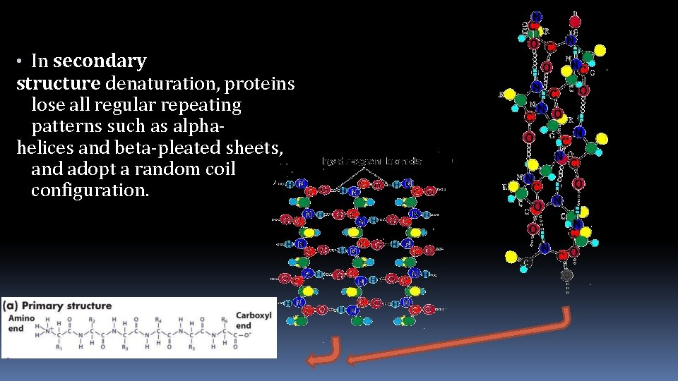  • In secondary structure denaturation, proteins lose all regular repeating patterns such as