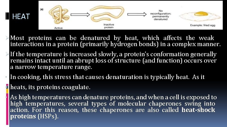 HEAT Most proteins can be denatured by heat, which affects the weak interactions in