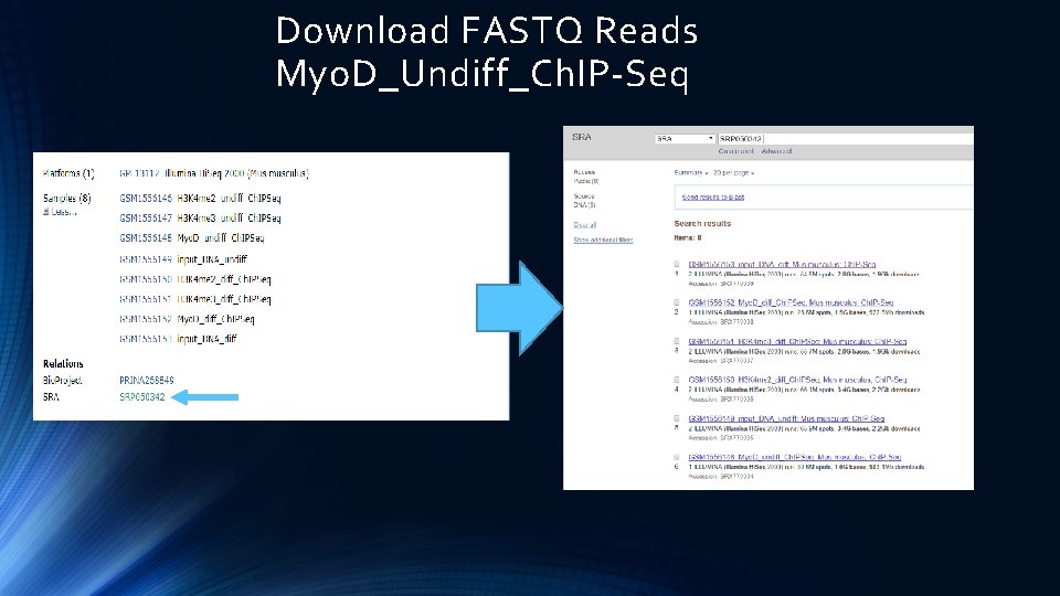 Download FASTQ Reads Myo. D_Undiff_Ch. IP-Seq 