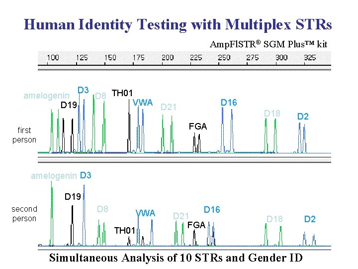 Human Identity Testing with Multiplex STRs Amp. Fl. STR® SGM Plus™ kit amelogenin D Human Identity Testing with Multiplex STRs Amp. Fl. STR® SGM Plus™ kit amelogenin D