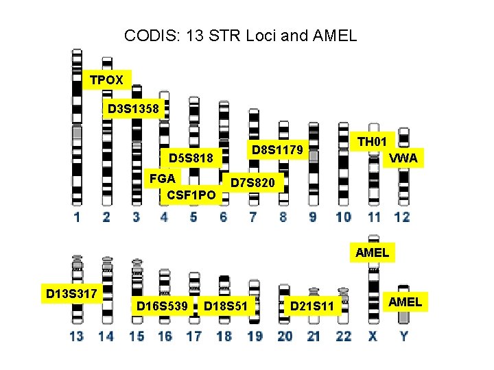CODIS: 13 STR Loci and AMEL TPOX D 3 S 1358 D 8 S CODIS: 13 STR Loci and AMEL TPOX D 3 S 1358 D 8 S