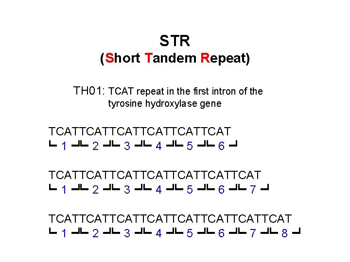 STR (Short Tandem Repeat) TH 01: TCAT repeat in the first intron of the STR (Short Tandem Repeat) TH 01: TCAT repeat in the first intron of the