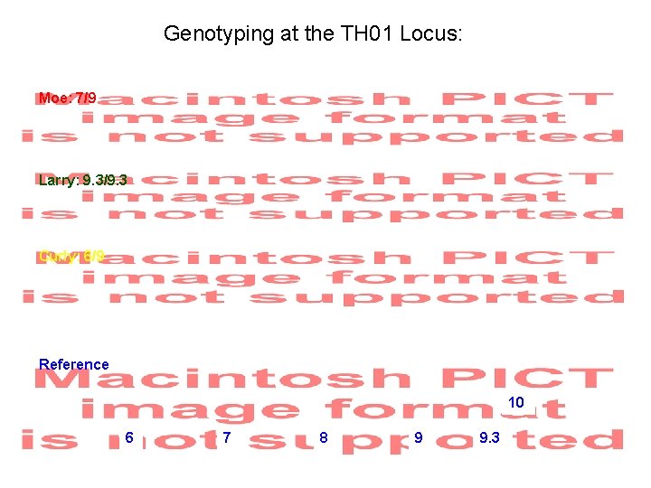 Genotyping at the TH 01 Locus: Moe: 7/9 Larry: 9. 3/9. 3 Curly: 6/9 Genotyping at the TH 01 Locus: Moe: 7/9 Larry: 9. 3/9. 3 Curly: 6/9
