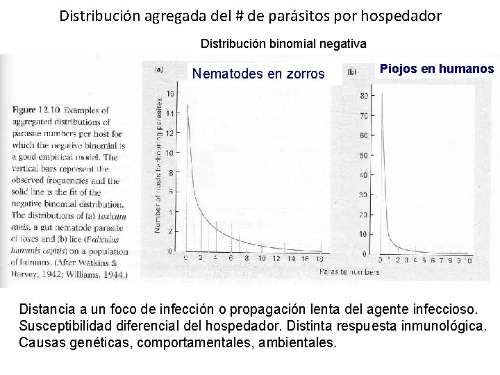 Distribución agregada del # de parásitos por hospedador Distribución binomial negativa Nematodes en zorros