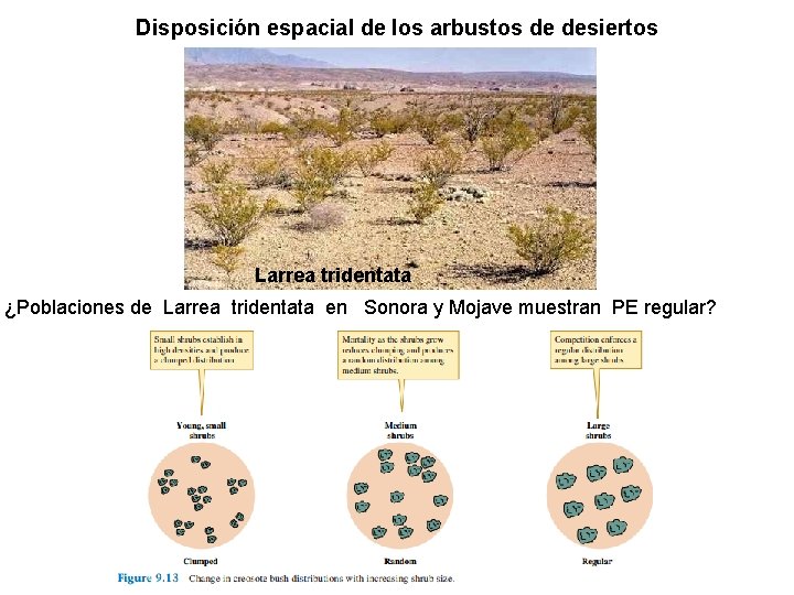 Disposición espacial de los arbustos de desiertos Larrea tridentata ¿Poblaciones de Larrea tridentata en