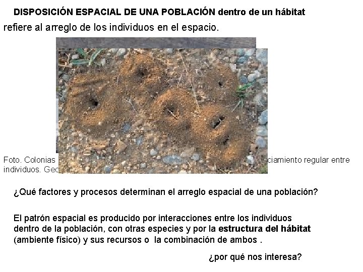 DISPOSICIÓN ESPACIAL DE UNA POBLACIÓN dentro de un hábitat refiere al arreglo de los