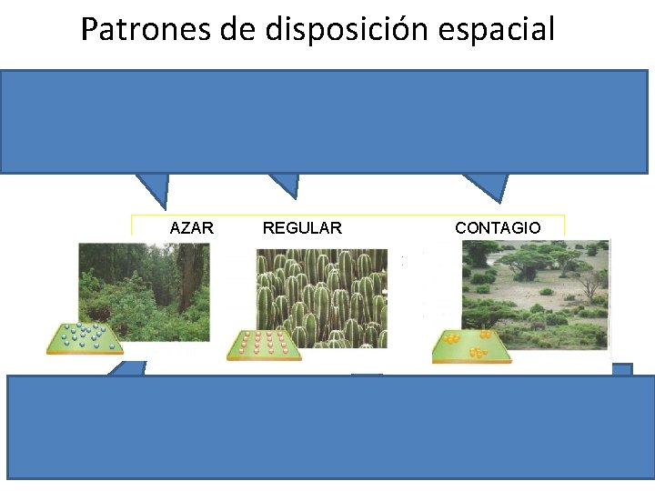 Patrones de disposición espacial Cada individuo tiene igual probabilidad de ocupar cualquier punto del