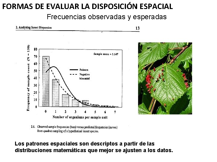 FORMAS DE EVALUAR LA DISPOSICIÓN ESPACIAL Frecuencias observadas y esperadas Los patrones espaciales son
