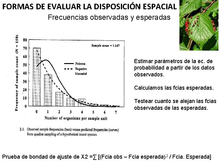 FORMAS DE EVALUAR LA DISPOSICIÓN ESPACIAL Frecuencias observadas y esperadas Estimar parámetros de la