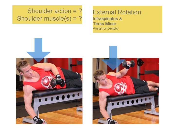 Shoulder action = ? Shoulder muscle(s) = ? External Rotation Infraspinatus & Teres Minor.