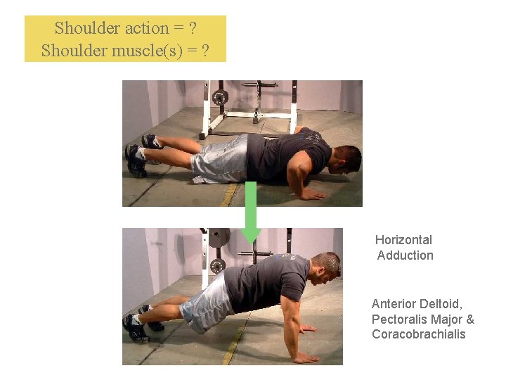 Shoulder action = ? Shoulder muscle(s) = ? Horizontal Adduction Anterior Deltoid, Pectoralis Major