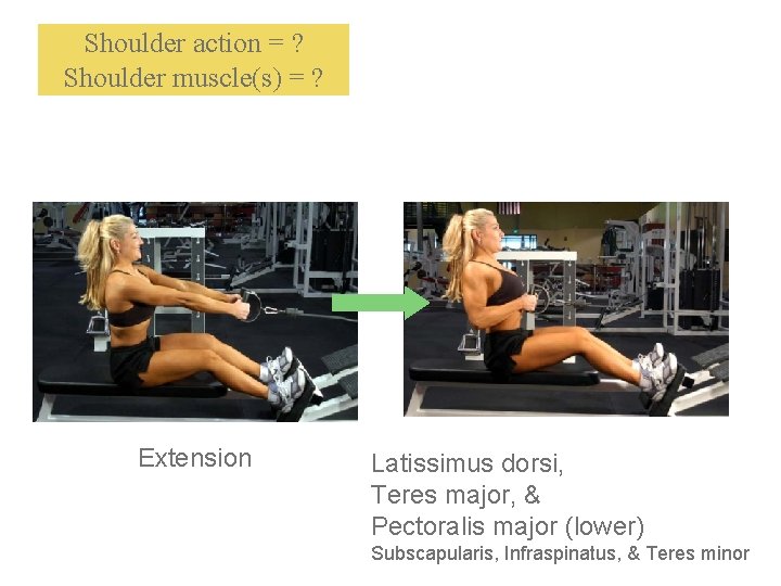 Shoulder action = ? Shoulder muscle(s) = ? Extension Latissimus dorsi, Teres major, &