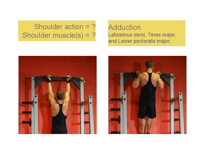 Shoulder action = ? Shoulder muscle(s) = ? Adduction Latissimus dorsi, Teres major, and