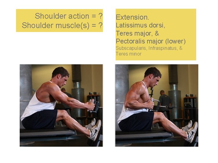 Shoulder action = ? Shoulder muscle(s) = ? Extension. Latissimus dorsi, Teres major, &