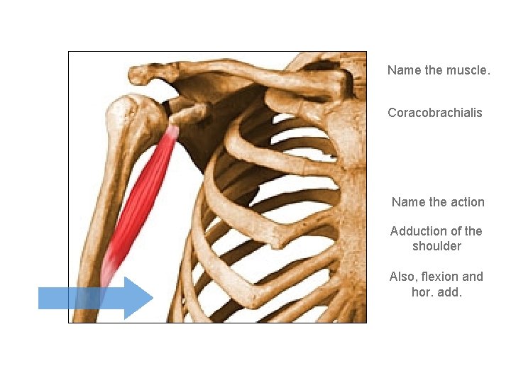 Name the muscle. Coracobrachialis Name the action Adduction of the shoulder Also, flexion and