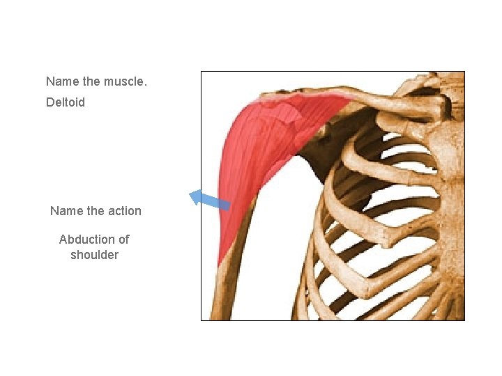 Name the muscle. Deltoid Name the action Abduction of shoulder 