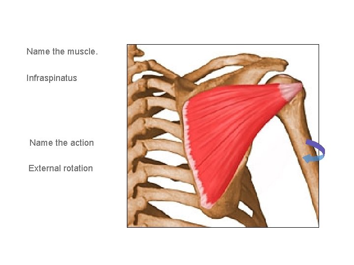 Name the muscle. Infraspinatus Name the action External rotation 