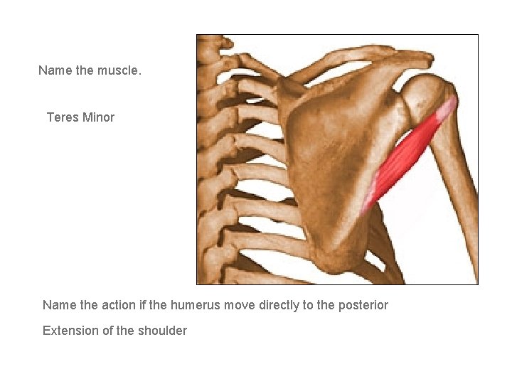 Name the muscle. Teres Minor Name the action if the humerus move directly to