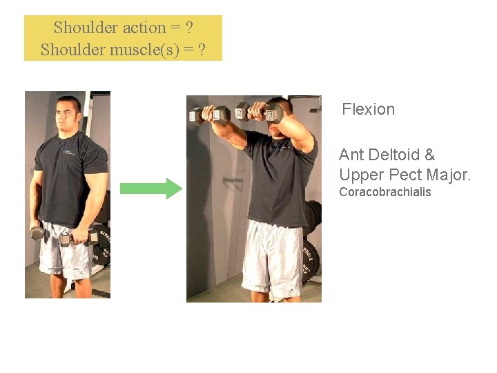 Shoulder action = ? Shoulder muscle(s) = ? Flexion Ant Deltoid & Upper Pect