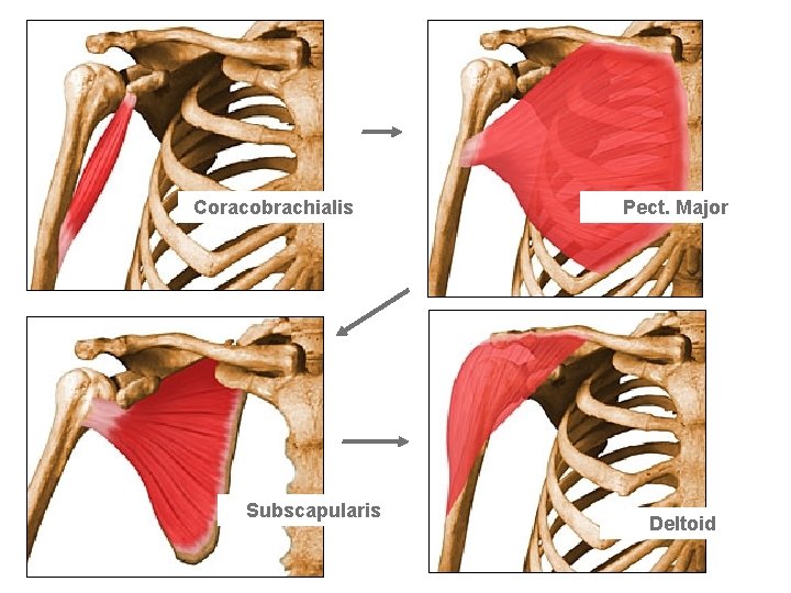 Coracobrachialis Subscapularis Pect. Major Deltoid 