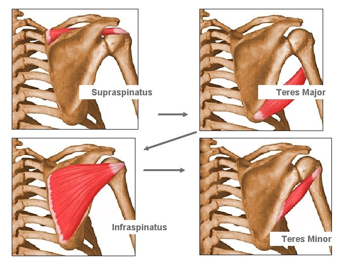 Supraspinatus Teres Major Infraspinatus Teres Minor 