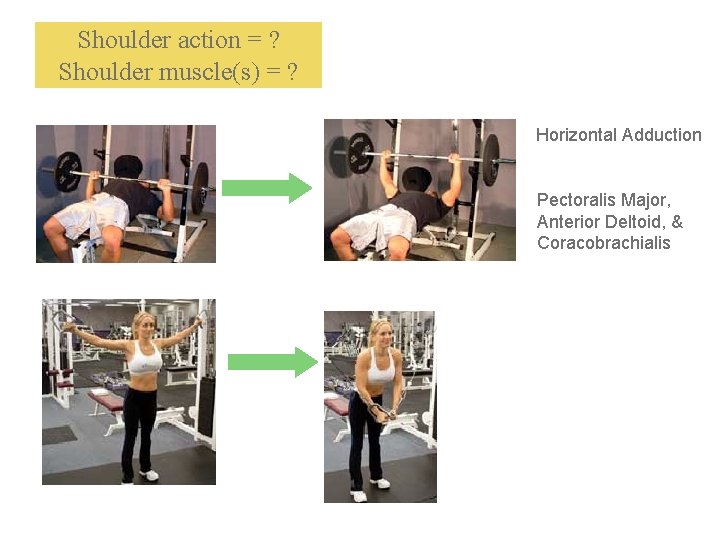 Shoulder action = ? Shoulder muscle(s) = ? Horizontal Adduction Pectoralis Major, Anterior Deltoid,