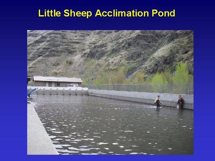 Little Sheep Acclimation Pond 