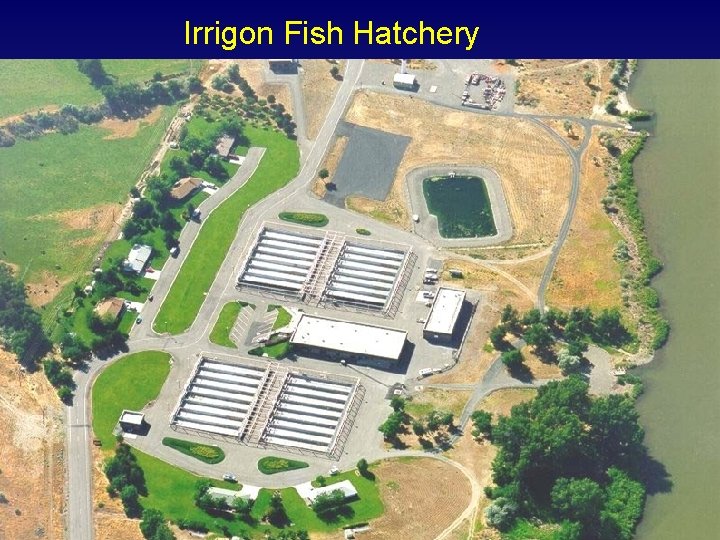 Irrigon Fish Hatchery 