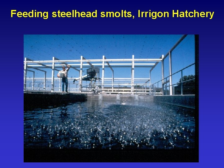 Feeding steelhead smolts, Irrigon Hatchery 