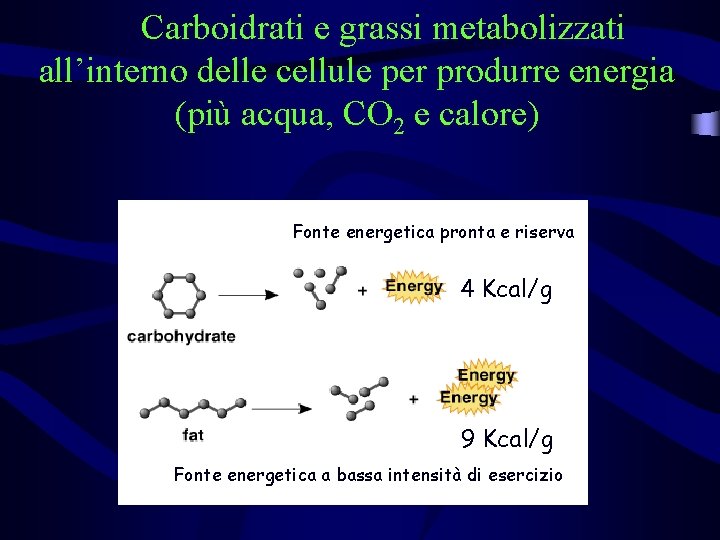 Carboidrati e grassi metabolizzati all’interno delle cellule per produrre energia (più acqua, CO 2