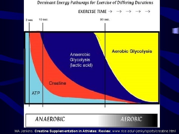 MA Jenkins. Creatine Supplementation in Athletes: Review. www. rice. edu/~jenky/sports/creatine. html 