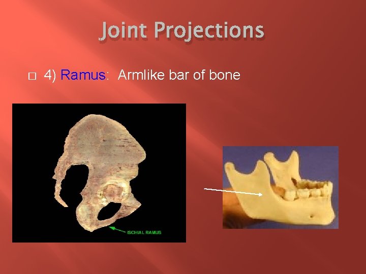Joint Projections � 4) Ramus: Armlike bar of bone 