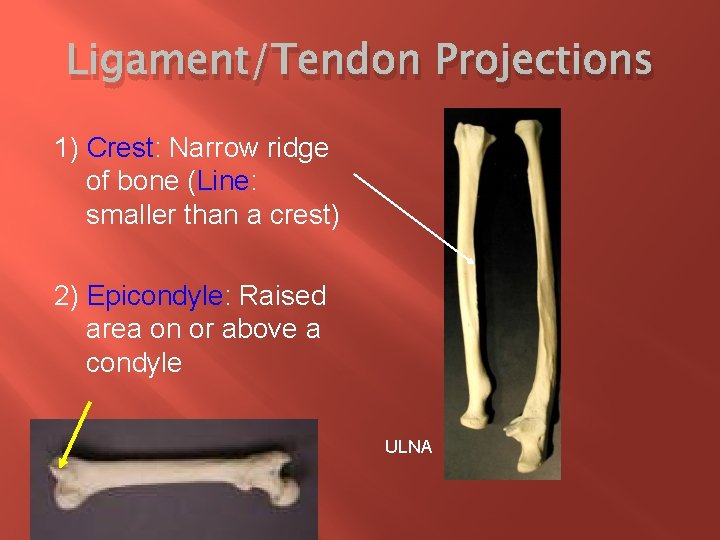 Ligament/Tendon Projections 1) Crest: Narrow ridge of bone (Line: smaller than a crest) 2)