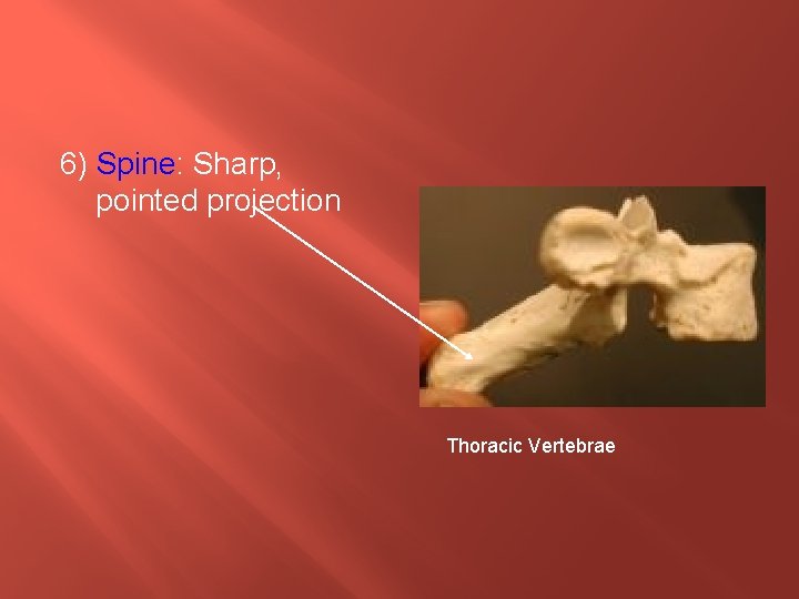 6) Spine: Sharp, pointed projection Thoracic Vertebrae 