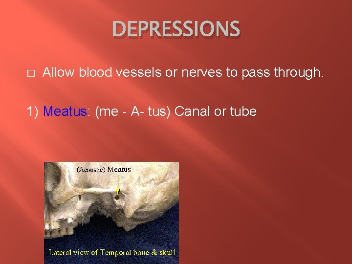 DEPRESSIONS � Allow blood vessels or nerves to pass through. 1) Meatus: (me -