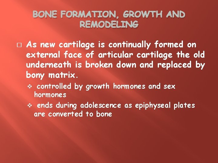 BONE FORMATION, GROWTH AND REMODELING � As new cartilage is continually formed on external