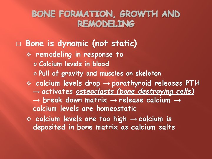 BONE FORMATION, GROWTH AND REMODELING � Bone is dynamic (not static) v remodeling in