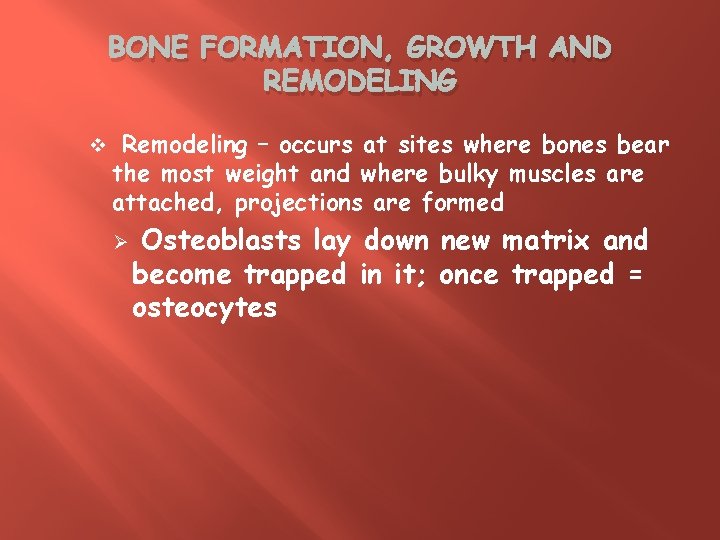 BONE FORMATION, GROWTH AND REMODELING v Remodeling – occurs at sites where bones bear