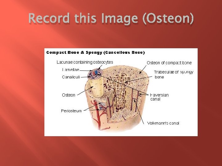 Record this Image (Osteon) 