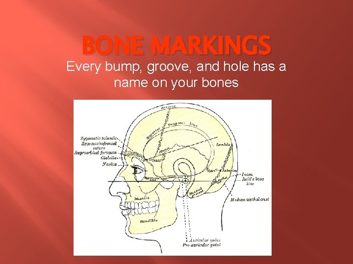 BONE MARKINGS Every bump, groove, and hole has a name on your bones 