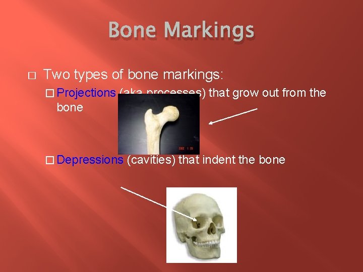 Bone Markings � Two types of bone markings: � Projections (aka processes) that grow
