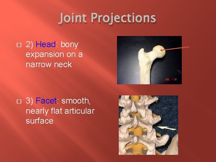 Joint Projections � 2) Head: bony expansion on a narrow neck � 3) Facet: