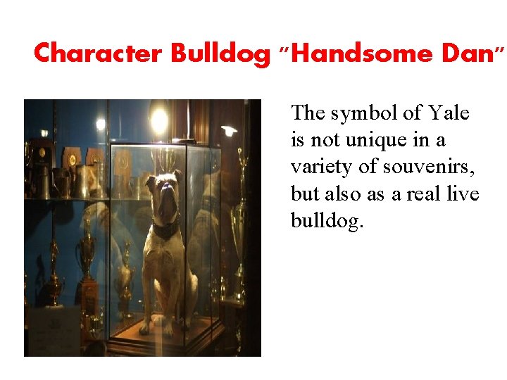 Character Bulldog "Handsome Dan" The symbol of Yale is not unique in a variety