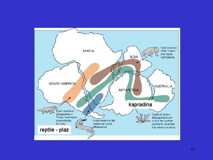 kapradina reptile - plaz 44 