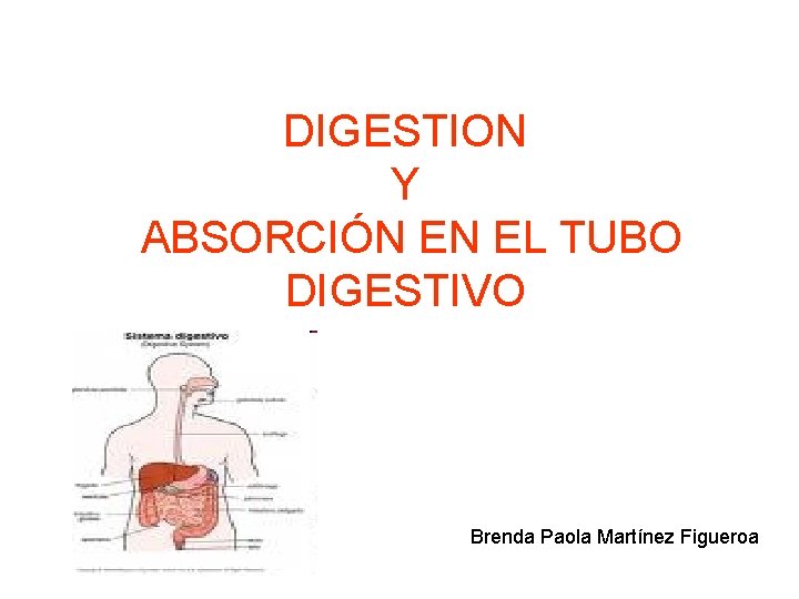 DIGESTION Y ABSORCIÓN EN EL TUBO DIGESTIVO Brenda Paola Martínez Figueroa 