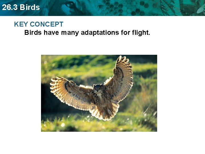 26. 3 Birds KEY CONCEPT Birds have many adaptations for flight. 